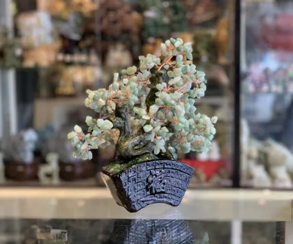 Cây đông linh thân bonsai chậu kiểu nhật mới (Phước) KC119